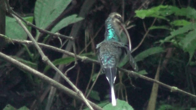 kolibřík šedobřichý - ML201210991