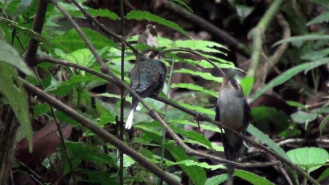 kolibřík šedobřichý - ML201211001