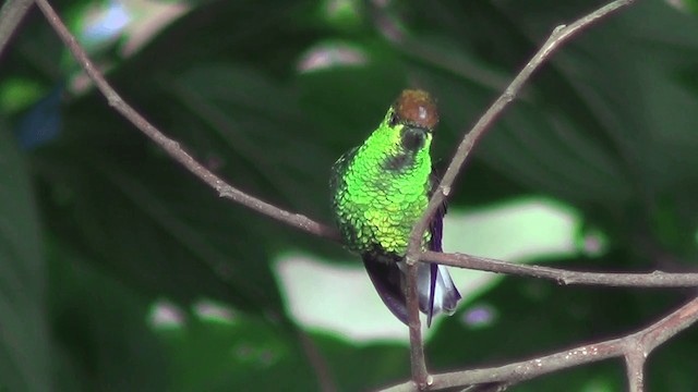 kolibřík měděnohlavý - ML201211111