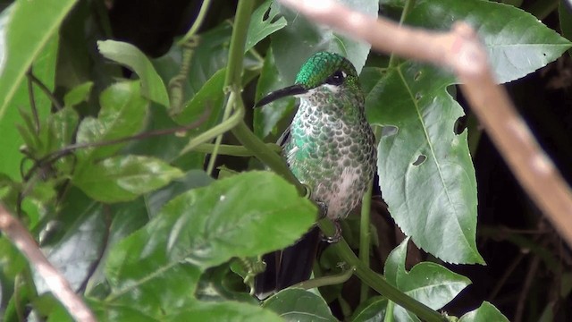 Green-crowned Brilliant - ML201211121