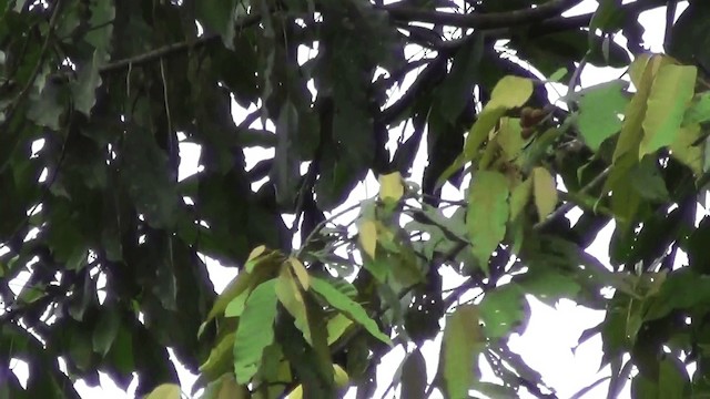 Yellow-throated Toucan (Chestnut-mandibled) - ML201211161