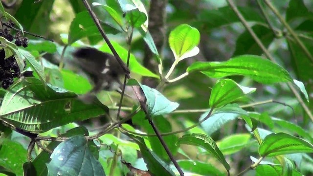 Black-cheeked Warbler - ML201211271