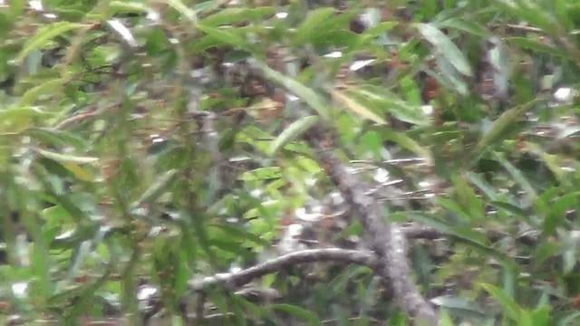 Long-tailed Silky-flycatcher - ML201211471