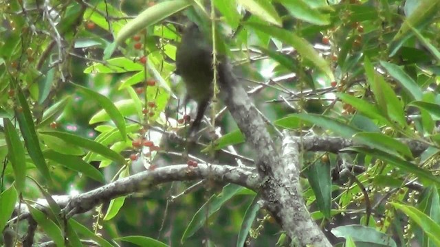 Long-tailed Silky-flycatcher - ML201211481
