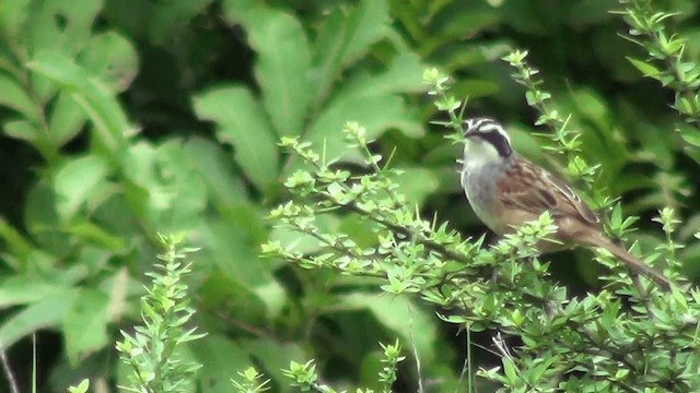 Stripe-headed Sparrow - ML201211511