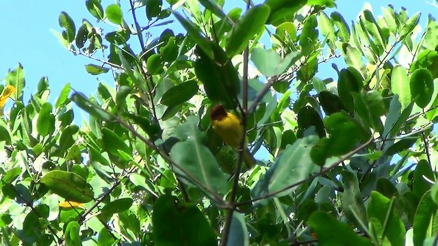 Yellow Warbler (Mangrove) - ML201211551