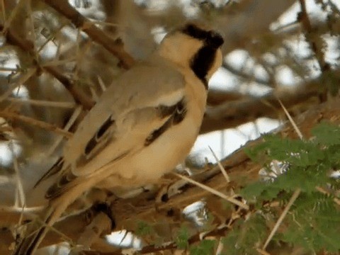 Desert Sparrow - ML201211981