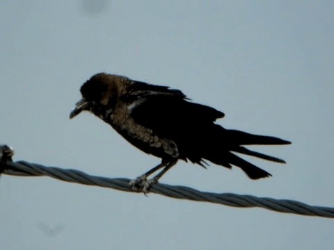 Brown-necked Raven - ML201212051