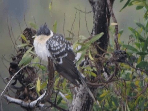 Great Spotted Cuckoo - ML201212111