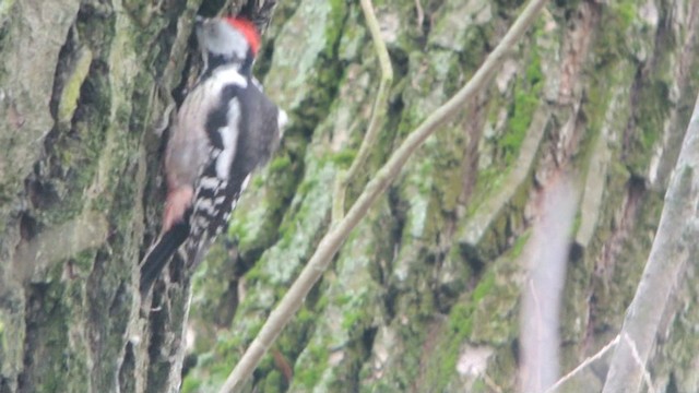 Middle Spotted Woodpecker - ML201212891