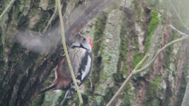 Middle Spotted Woodpecker - ML201212901