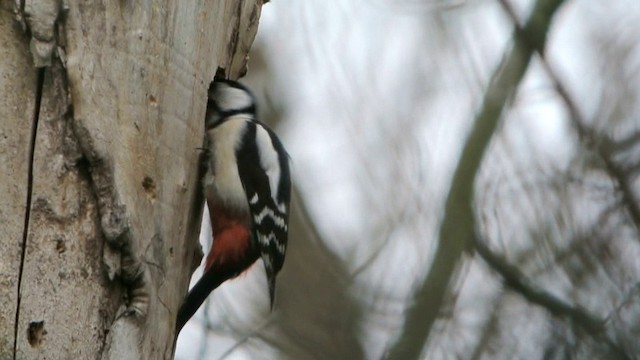 Great Spotted Woodpecker (Great Spotted) - ML201212911