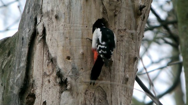 Great Spotted Woodpecker (Great Spotted) - ML201212921