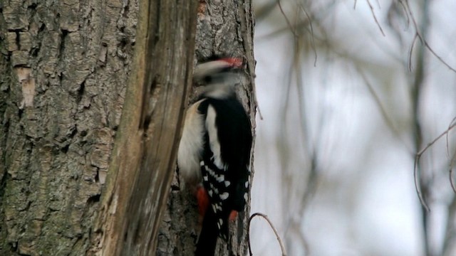 Great Spotted Woodpecker (Great Spotted) - ML201212931