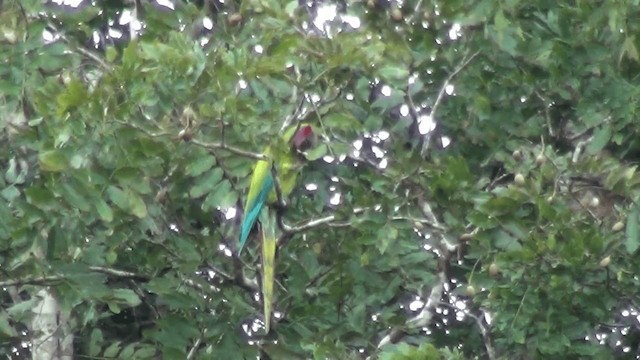 Great Green Macaw - ML201213351