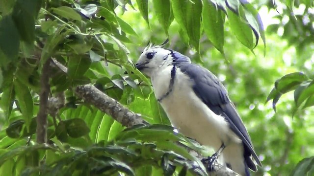 White-throated Magpie-Jay - ML201213421