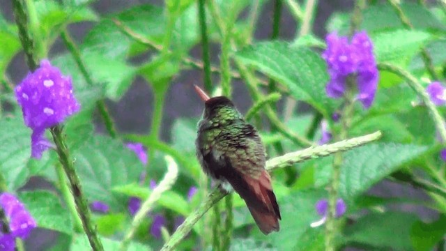 Rufous-tailed Hummingbird (Rufous-tailed) - ML201213431