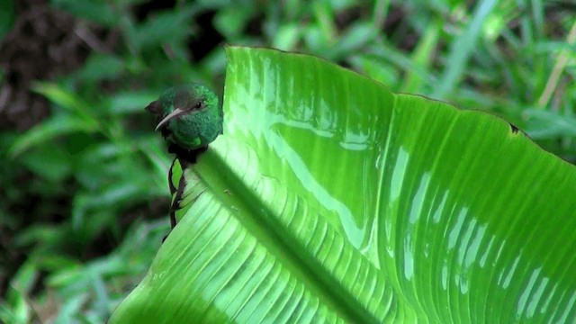 Rufous-tailed Hummingbird (Rufous-tailed) - ML201213441