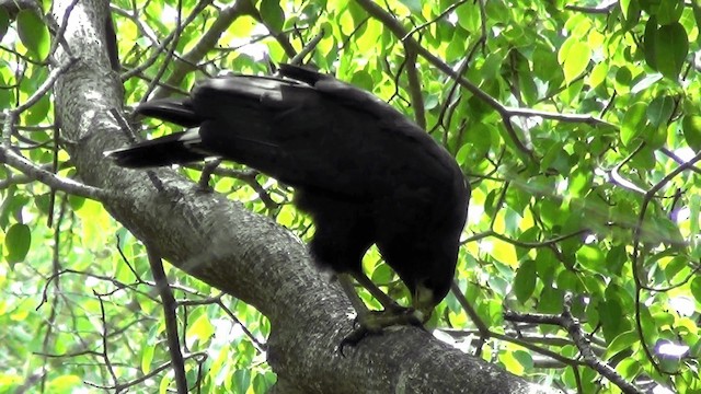 Common Black Hawk (Mangrove) - ML201213591