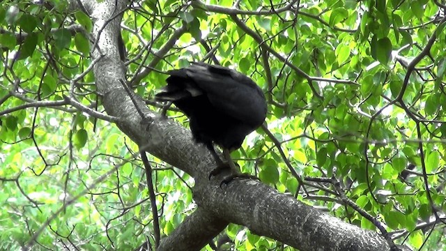 Common Black Hawk (Mangrove) - ML201213611
