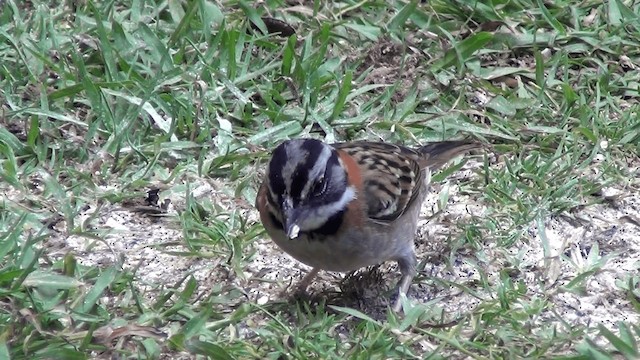 Rufous-collared Sparrow (Rufous-collared) - ML201213701