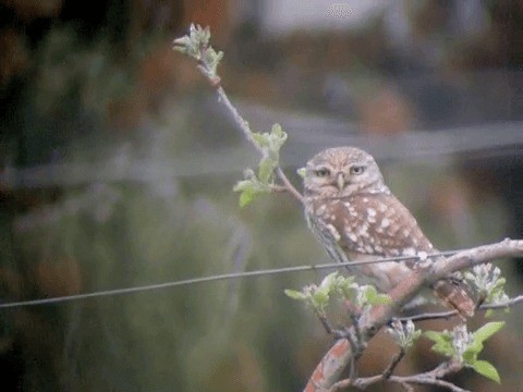 Little Owl (Little) - ML201213931