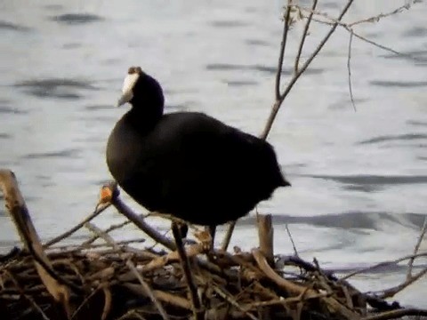 Red-knobbed Coot - ML201213971