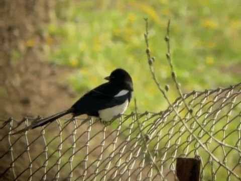 Maghreb Magpie - ML201214131