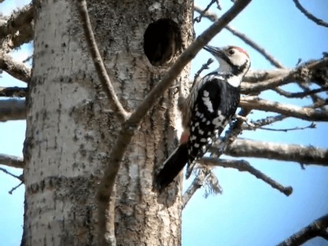 White-backed Woodpecker (White-backed) - ML201214181