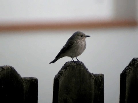 Spotted Flycatcher (Spotted) - ML201214311