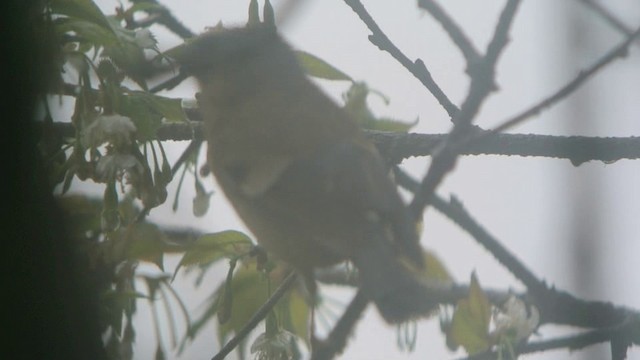 Gray-headed Bullfinch - ML201215401