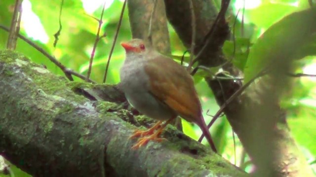 Orange-billed Nightingale-Thrush (Brown-headed) - ML201215501