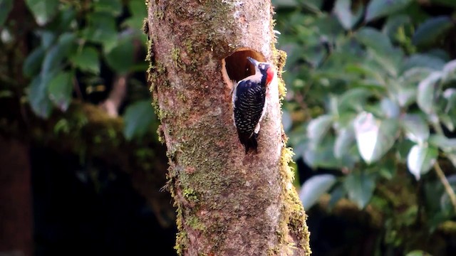 Black-cheeked Woodpecker - ML201215681