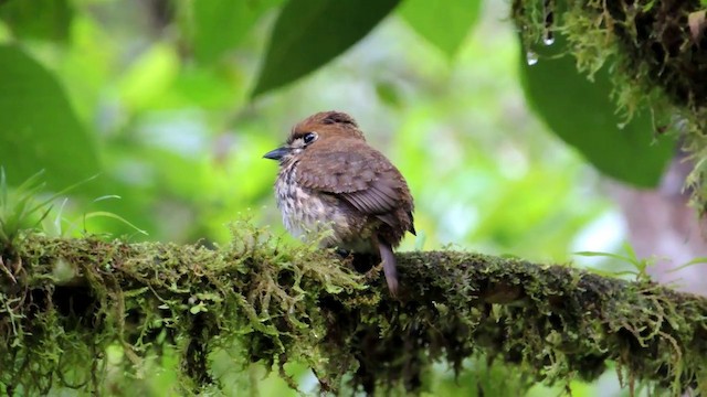 Lanceolated Monklet - ML201215861