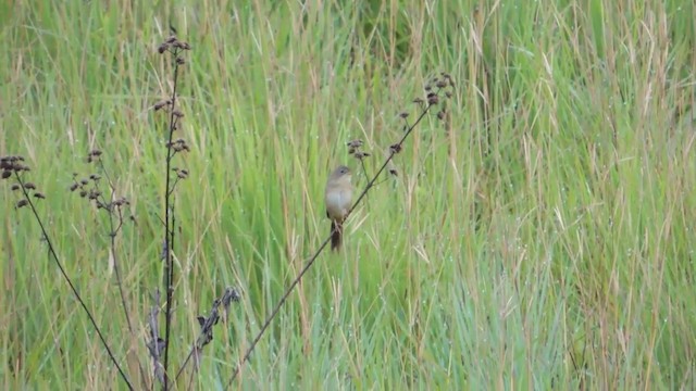 Wedge-tailed Grass-Finch - ML201215941