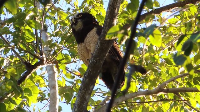 Spectacled Owl - ML201216011