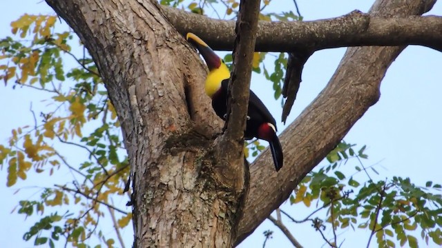 Yellow-throated Toucan (Chestnut-mandibled) - ML201216021