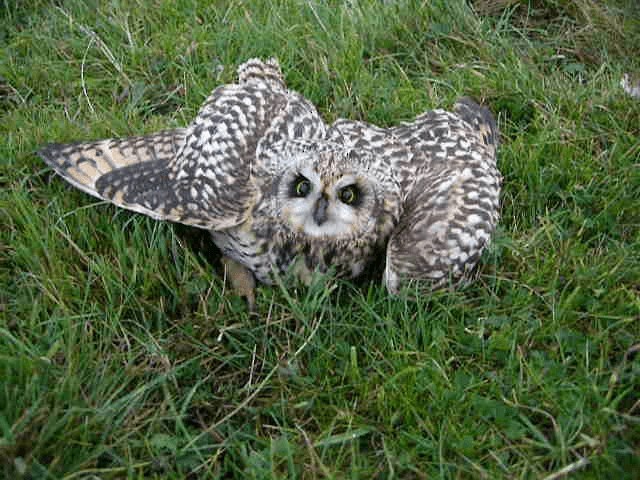 Short-eared Owl (Northern) - ML201216771