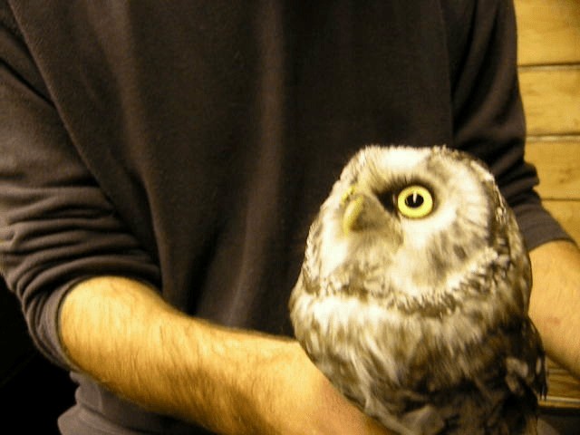 Boreal Owl (Tengmalm's) - ML201216791