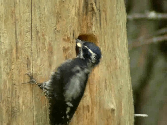 Eurasian Three-toed Woodpecker (Eurasian) - ML201216991
