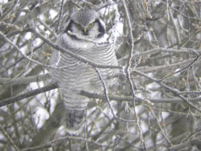 Northern Hawk Owl (Eurasian) - ML201217101