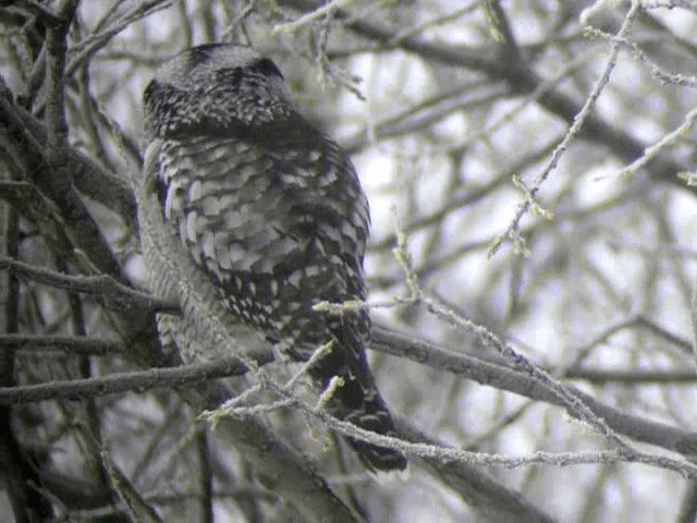 Northern Hawk Owl (Eurasian) - ML201217111