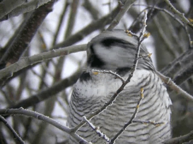 Northern Hawk Owl (Eurasian) - ML201217121