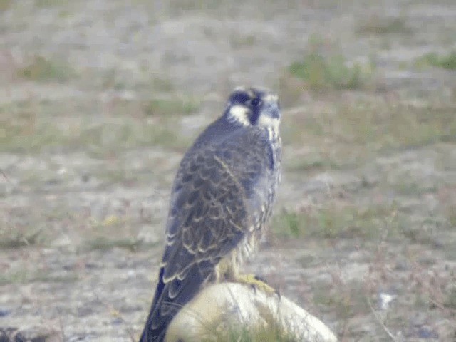 Peregrine Falcon (Tundra) - ML201217151