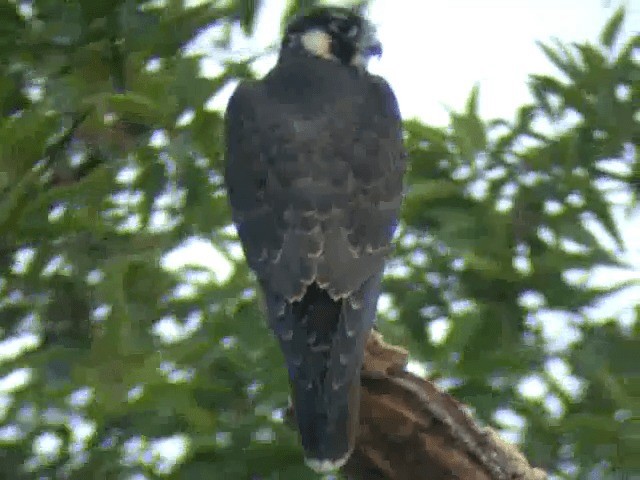 Peregrine Falcon (North American) - ML201217171