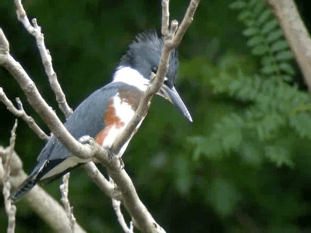 Belted Kingfisher - ML201217191