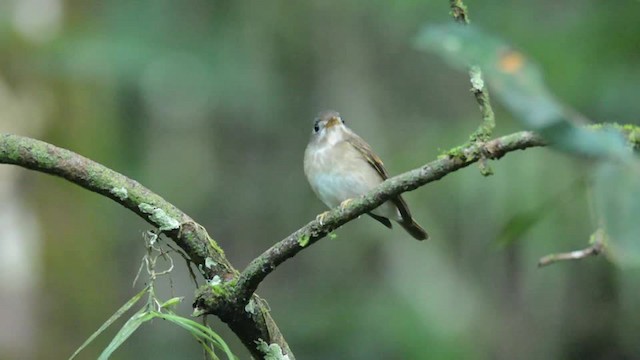Brown-breasted Flycatcher - ML201217231