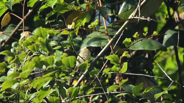 Large-billed Leaf Warbler - ML201217241