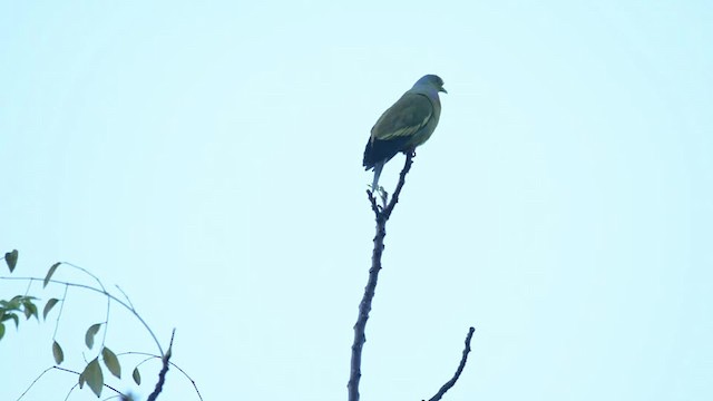 橙胸綠鳩 - ML201217251