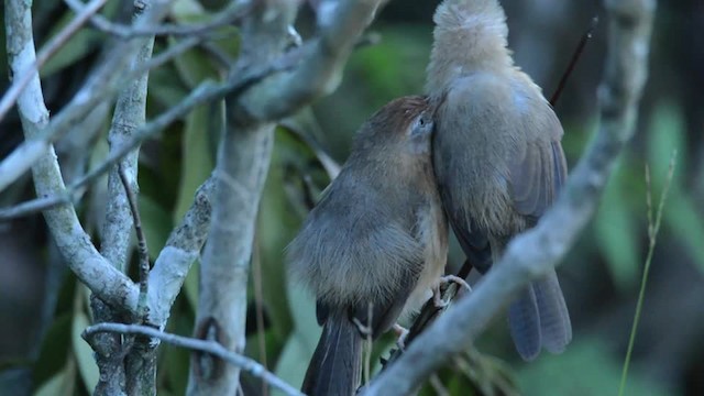  - Tawny-bellied Babbler